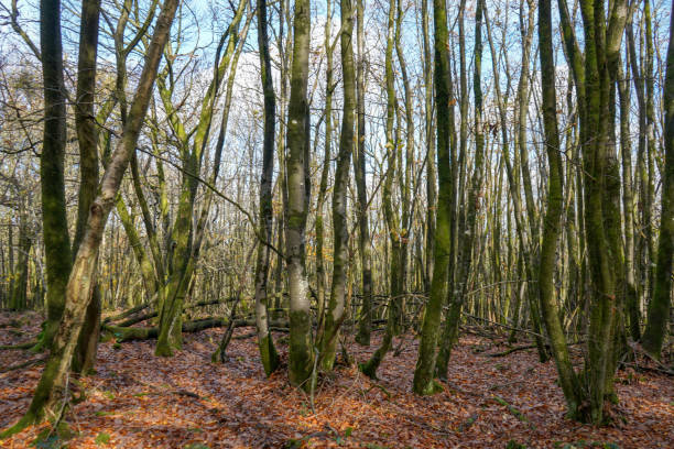 looking in to bare trees in the middle of winter - lumber industry cold day forest imagens e fotografias de stock