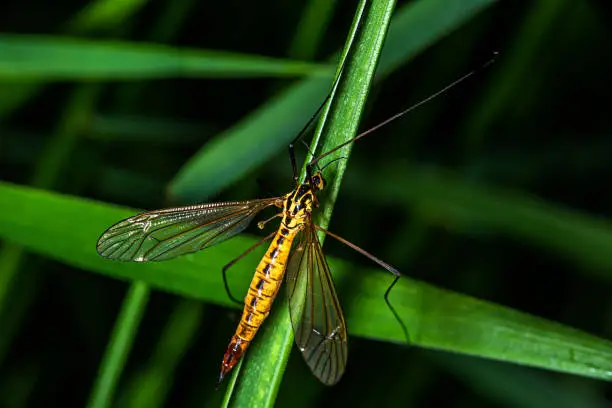 Spotted crane fly (Lat. Nephrotoma appendiculata)