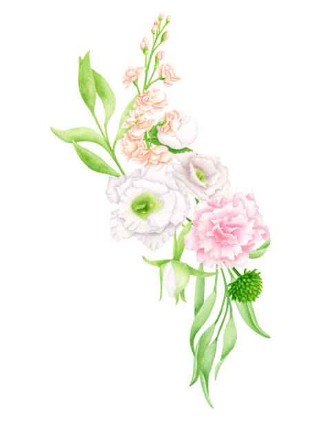 Watercolor flower arrangement. Hand drawn floral border composition isolated on white background. Pink, blush and white flower buds for wedding invitations, cards, wreaths, textile design. Watercolor flower arrangement. Hand drawn floral border composition isolated on white background. Pink, blush and white flower buds for wedding invitations, cards, wreaths, textile design drawing of a green lisianthus stock illustrations