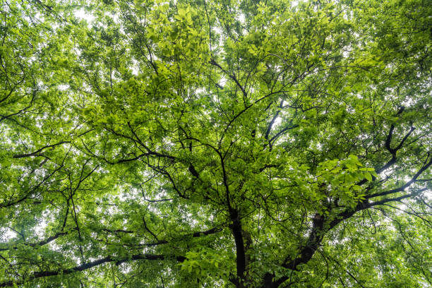 istock View through the crown of an tree 1322984737