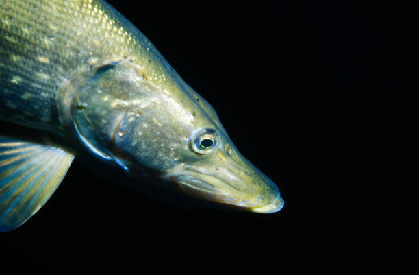 istock close-up of of a pike 1322984855
