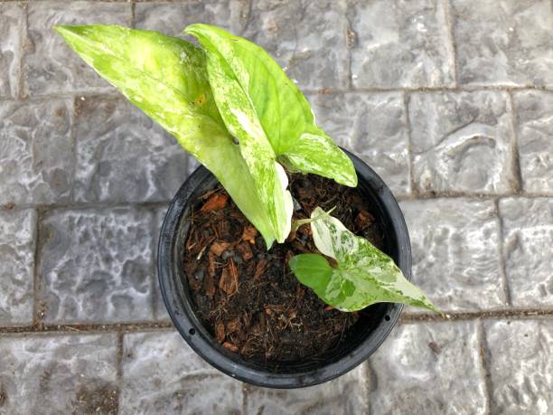 top view of Syngonium podophyllum Variegeted in pot with grey brick background stock photo