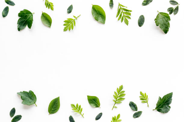istock Frame of green leaves and branches on white. Overhead view 1322987172
