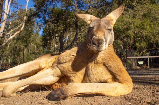 Big red kangaroo laying down enjoying the sunshine while resting Kangaroo laying down with eyes closed red kangaroo stock pictures, royalty-free photos & images