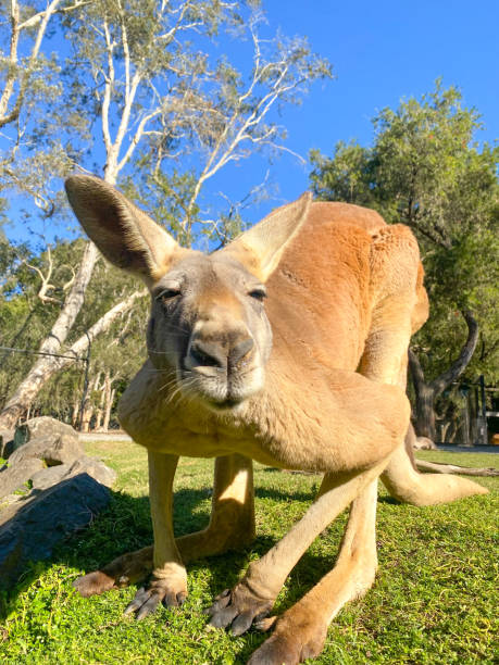 istock Big red kangaroo bending down to look into the camera while hopping forward. Nose smelling 1322990369