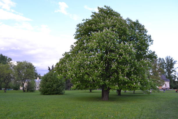 istock Big blooming chestnut tree in the field 1322991096
