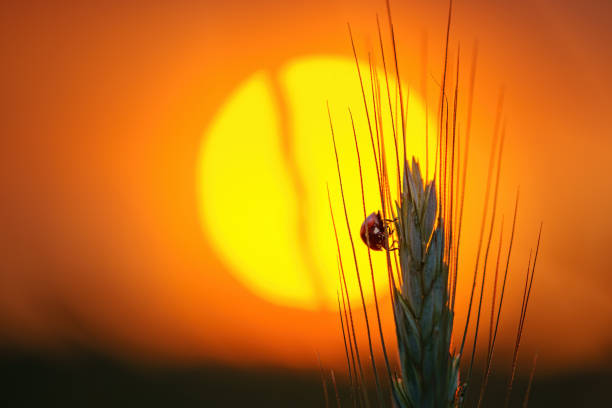 Ladybird on an ear of corn in front of the setting sun