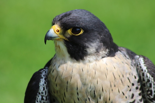 Falcon in close up