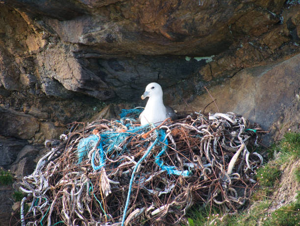 un nid de fulmar actif comprenant des déchets plastiques et métalliques - pris près de collaster sur l’île d’unst dans les shetland, au royaume-uni. - fulmar photos et images de collection