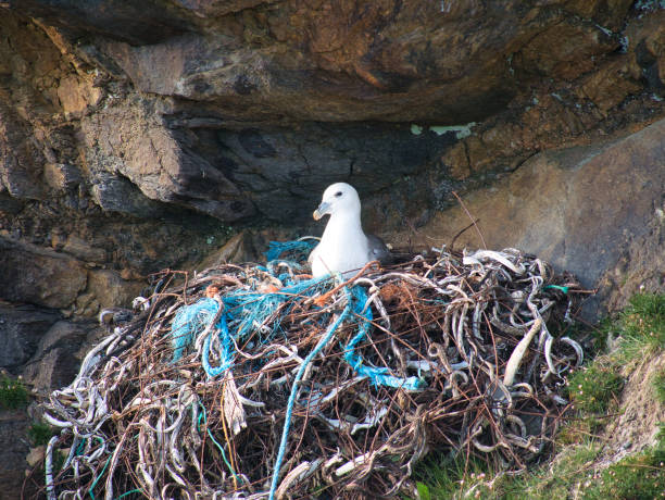 An active fulmar nest including plastic and metal waste - taken near Collaster on the island of Unst in Shetland, UK. An active fulmar nest including plastic and metal waste - taken near Collaster on the island of Unst in Shetland, UK. fulmar stock pictures, royalty-free photos & images