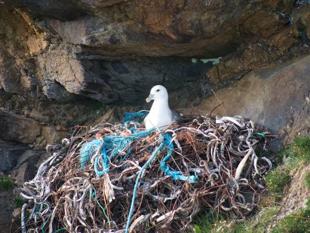 An active fulmar nest including plastic and metal waste - taken near Collaster on the island of Unst in Shetland, UK.