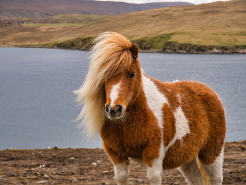 A brown and white Shetland pony on open coastal  moorland in Shetland, UK