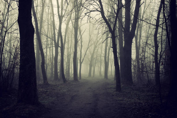 istock Mystical misty forest in autumn 1322995039