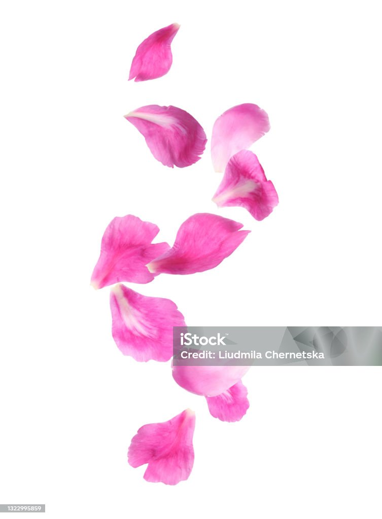 Beautiful tender petals flying on white background Petal Stock Photo