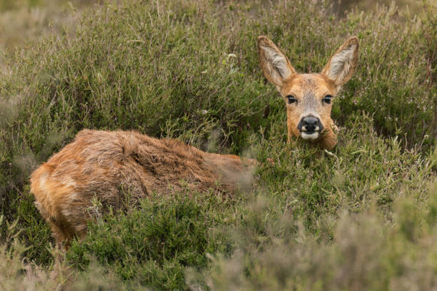 istock Eye contact with deer hidden in the bushes 1322997098
