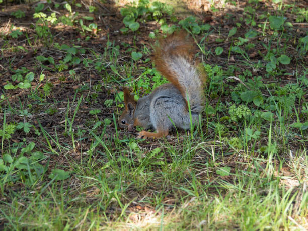 istock A gray-reddish squirrel is trying to get a nut off the ground with its teeth. Plot with green grass. Squirrel close-up. Squirrel in the city park. 1322997167