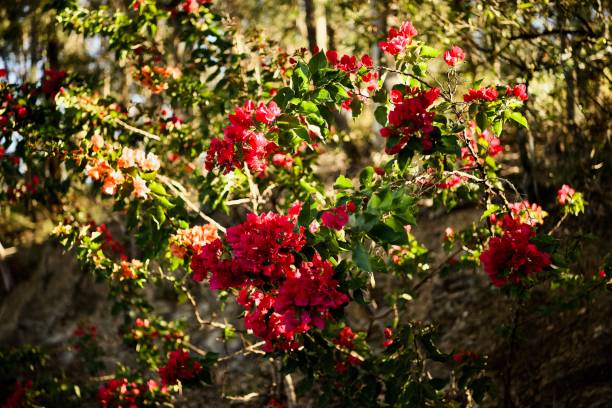 istock A red blush of flowers 1322997547