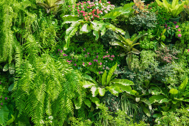 vertikaler garten, schöne natur hintergrund der pflanze an bürowand mit tropischen grünen blatt mischung in der stadt. - spring air lush foliage branch stock-fotos und bilder