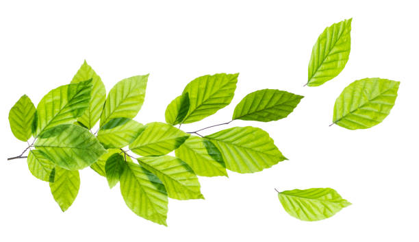 istock Branch of tree with green leaves on white background 1322999027