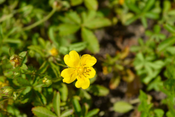 istock Creeping cinquefoil 1322999205