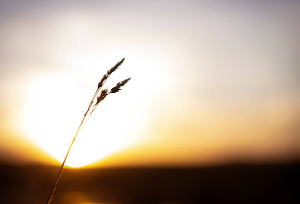Spikelet in the field against the background of the setting sun