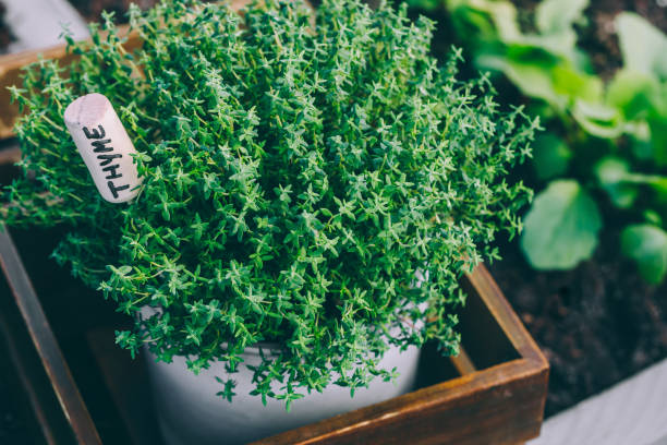 istock Thyme. Thyme plant in a pot. Thyme herb growing in garden. 1323000329
