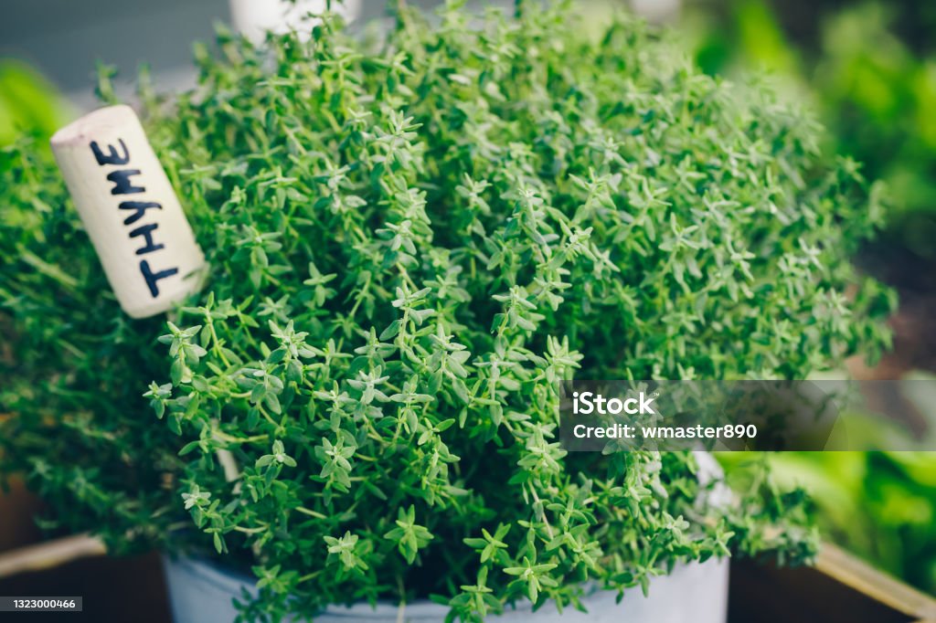 Thyme. Thyme plant in a pot. Thyme herb growing in garden. Thyme. Thyme plant in a pot. Thyme herb growing in garden. Organic kitchen herbs plant. Thyme Stock Photo