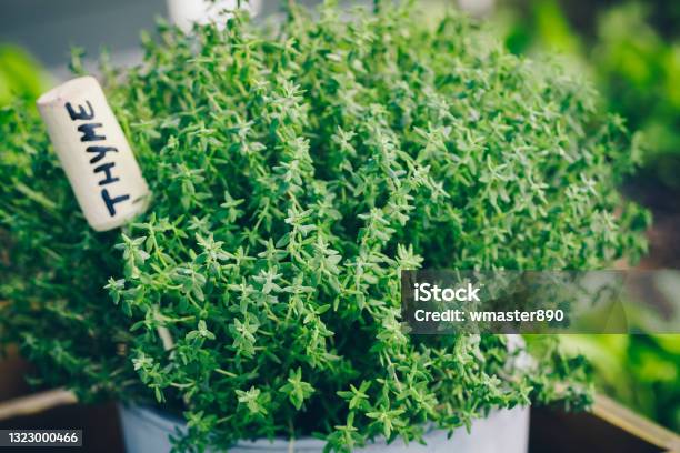 Thyme Thyme Plant In A Pot Thyme Herb Growing In Garden Stock Photo - Download Image Now