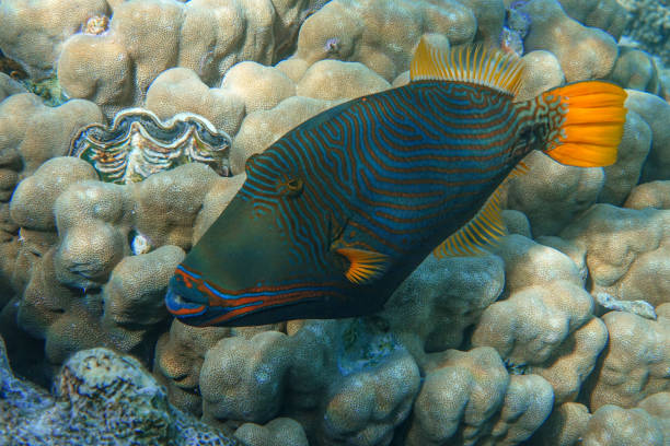 istock Orange-striped triggerfish (Balistapus undulatus) , coral fish in the coral reef 1323000972