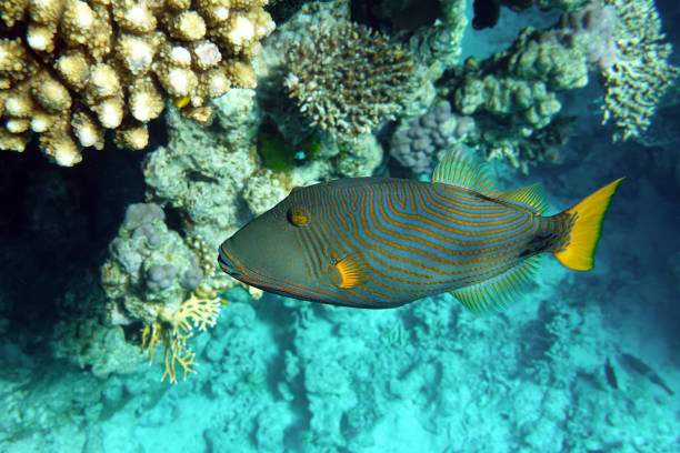 istock Orange-striped triggerfish (Balistapus undulatus) , coral fish in the coral reef 1323002104