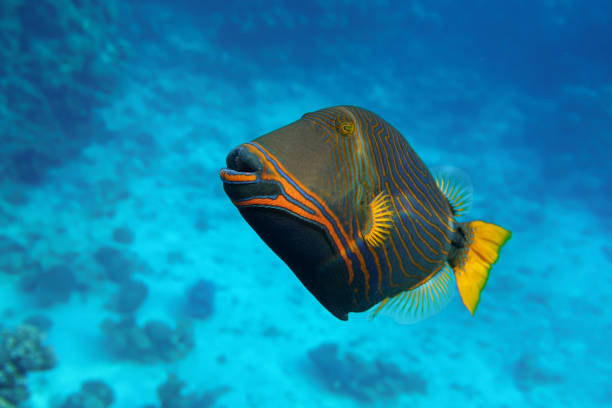 istock Orange-striped triggerfish (Balistapus undulatus) , coral fish in the coral reef 1323002118
