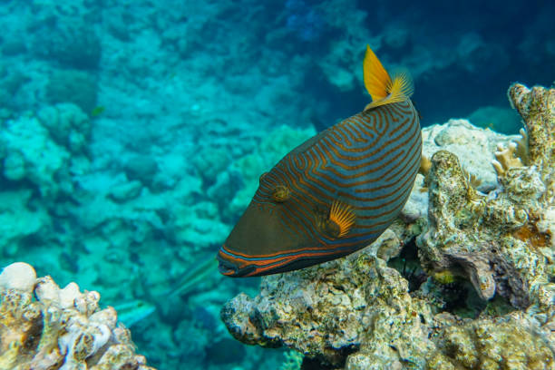 istock Orange-striped triggerfish (Balistapus undulatus) , coral fish in the coral reef 1323002221