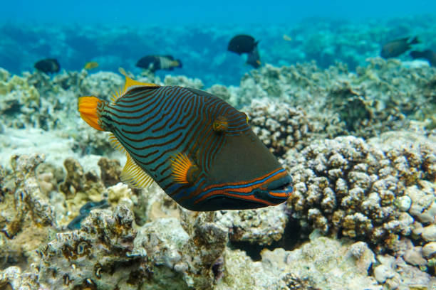 istock Orange-striped triggerfish (Balistapus undulatus) , coral fish in the coral reef 1323002340