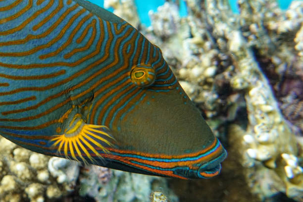 istock Orange-striped triggerfish (Balistapus undulatus) , coral fish in the coral reef 1323003022