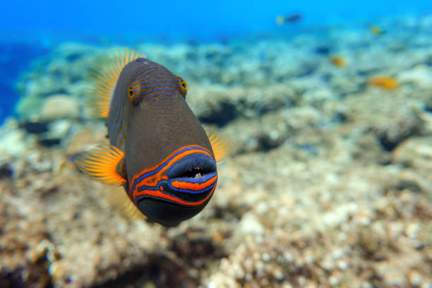 istock Orange-striped triggerfish (Balistapus undulatus) , coral fish in the coral reef 1323003230