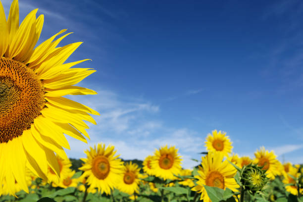 Beautiful yellow sunflower plant on blue sky background