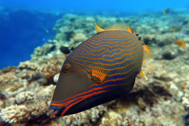 Photo of Orange-striped triggerfish (Balistapus undulatus) , coral fish in the coral reef