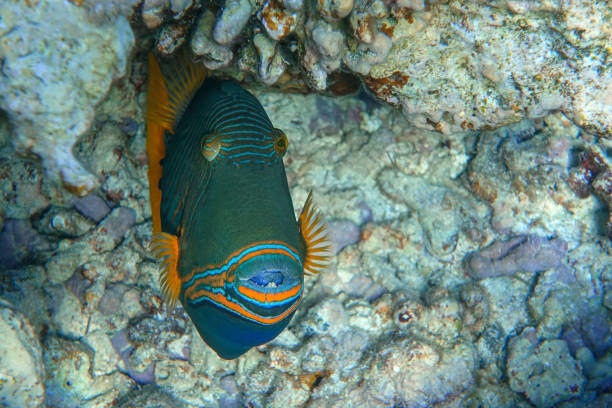 istock Orange-striped triggerfish (Balistapus undulatus) , coral fish in the coral reef 1323003288