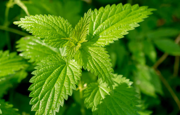 comune ortica pungente che cresce nella foresta. - stinging nettle foto e immagini stock