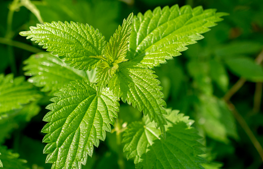 Common stinging nettle growing outdoors in the forest.