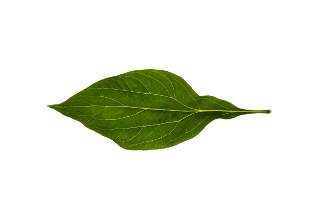 istock Green leaf of peony on white background 1323004556