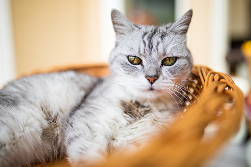 A grey coloured pet cat lying down in a cane basket indoors.