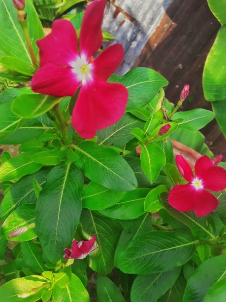 istock Butufull Red flowers, nature 1323005454