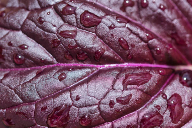 istock Mustard plant,  Bloody Mary dark purple red leaf full frame macro 1323005708