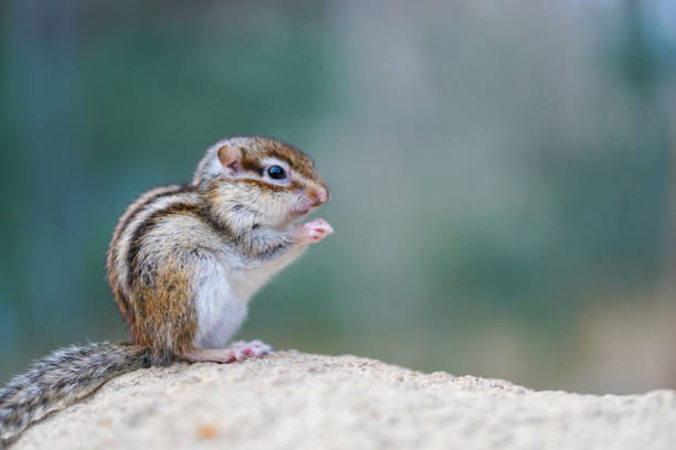 istock Profile of a cute squirrel 1323005786