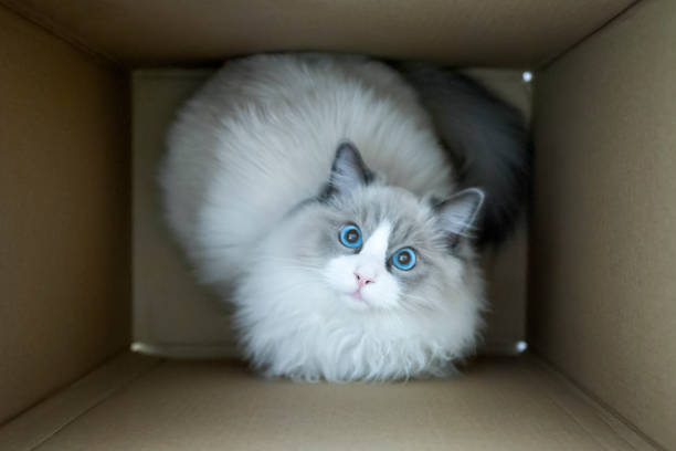 Cat in Cardboard Box Ragdoll cat looking from a delivery cardboard box. Top view. ragdoll cat stock pictures, royalty-free photos & images