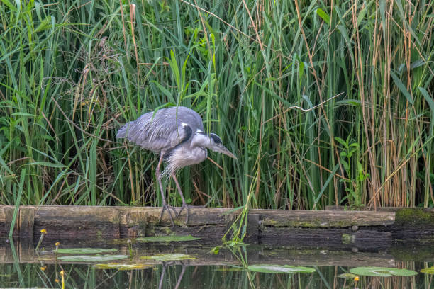 istock Close Up Of A Heron Hunting For Fish 1323008031