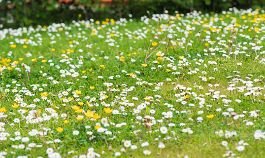 Natural background with common daisy and yellow meadow buttercups