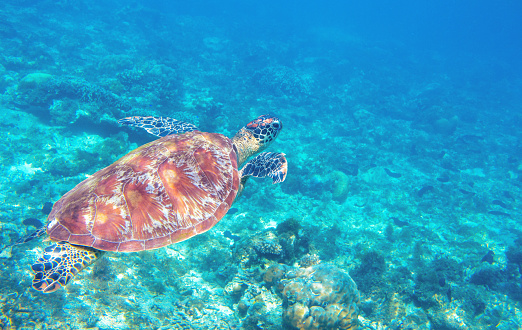 Sea turtle swimming in blue water. Cute sea turtle in blue water of tropical sea. Green turtle underwater photo. Wild marine animal in natural environment. Endangered species of coral reef. Tropical