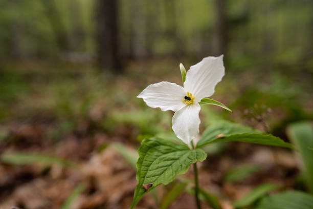 istock Michigan Trillium Wild Flower 1323013556